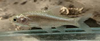 Image result for Sericanthe chimanimaniensis