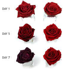 Check spelling or type a new query. What Are Preserved Flowers Flowers2thailand