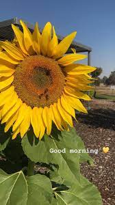 Homegrown Sunflower Sunflower Scientific Name Healthy Lifestyle Tips Homegrown