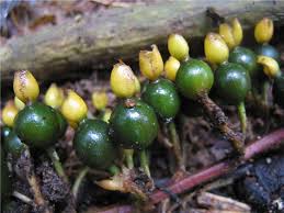 Image result for Renealmia