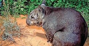 Image result for Northern hairy-nosed wombat
