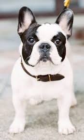 Black And White Brindle French Bulldog Black And White Pied French Bulldog Perfect Dogs Dogs 3 French Bulldogs Dogs Breeds Frenchie Cute Ani French Bulldog Puppies French Dogs Bulldog Puppies