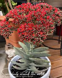 Image result for Crassula perfoliata