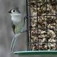 Counting Wings: The Joy of FeederWatch event image