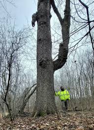 Image result for Dark Spruce 2000 Dodge