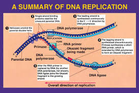 Week 25 Dna Replication Dna Replication Teaching Biology