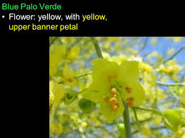 Desert museum palo verde offers a colorful canopy. Plant Identification Ppt Download
