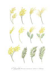 Mimosa Flowers Wreaths Frames Clip Art Yellow Watercolor Acacia Florals And Foliage Graphics In 2021 Yellow Flower Art Mimosa Flower Watercolor Flower Invitation