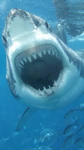 Great White Shark Carcharodon Carcharias Linnaeus 1758 Superorder Selachimorpha Order Lamn Kopek Baligi Kopekbaliklari Sualti Fotografciligi