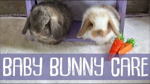 More then happy to have this little one hanging in there. Bunny Update 4 Weeks Old Baby Bunny Care Youtube