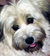 Maybe you would like to learn more about one of these? R Gang Havanese Breeding Program Breeder Arizona California R Gang Havanese