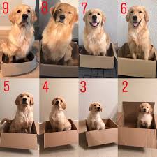 9 Months Old Today And Here At The 9 Month Mark Is Where We Officially Retire The Boxpics Golden Retriever Baby Dog Adoption Announcement Puppy Announcement