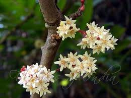 Image result for Cnestis