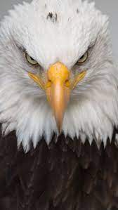 Cajun Pride Southern Proud Eagle Wallpaper Bald Eagle Eagle Pictures