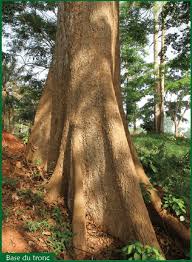 Image result for Triplochiton