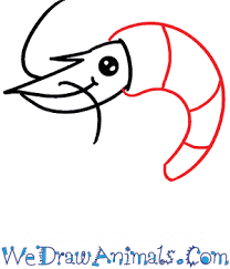 Next, draw the head to the left of the body. How To Draw A Cute Shrimp