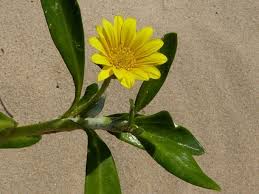 Image result for foto Gazánie