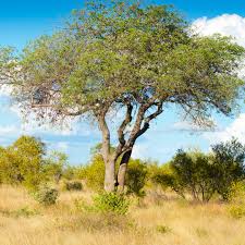 Image result for Sclerocarya