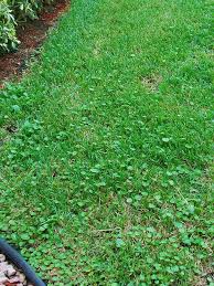 We'll do the shopping for you. Gardening In Florida How Do I Get Rid Of Dollarweed