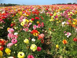 The flower fields is closed… but you can still book an event. What S Hot In Southern California The Flower Fields Dandelion Women