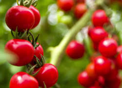 Plant the seeds 6 cm apart and around 3 to 4 mm deep. How To Grow Tomatoes Under Led Lights Indoorgrowledlights Com