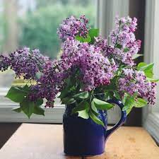 Lilac Flower Meaning Origins And Other Interesting Facts