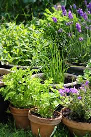 Consult your local garden centre if you need more help. How To Start An Herb Garden At Home The Everygirl