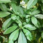 Image result for Rauvolfia vomitoria