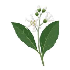 Image result for Vernonia amygdalina