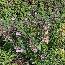 Image result for Impatiens balsamina