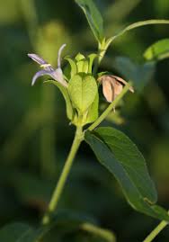 Image result for Megalochlamys