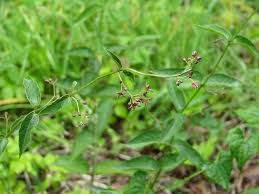 Image result for Vincetoxicum stenolobum