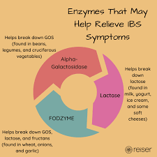 Digestive Enzymes and IBS: What To Know - Keren Reiser