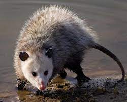 Virginia Opossum Didelphis Virginiana Wildlife Journal Junior Opossum Nocturnal Animals Possum