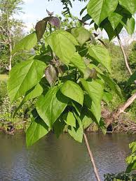 Image result for Catalpa