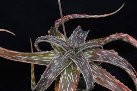 Image result for Aloe nuttii