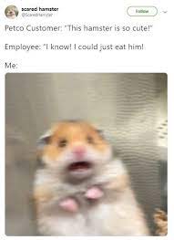 Pin On Hamsters