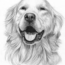 Find the best free stock images about golden retriever. 27 Amazing Picture Of Golden Retriever Coloring Page Albanysinsanity Com Golden Retriever Drawing Dog Pencil Drawing Cute Dog Drawing