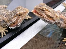 Gymnastics is a sport practiced by men and women that requires balance, strength, flexibility, agility, coordination, endurance and control. Climate Change Makes Lizards Change Sex