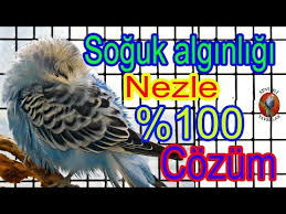 Muhabbet Kusunda Soguk Alginligi Ve Nezleye 100 Cozum Youtube