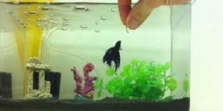All About Fish Betta Fish Betta Fish Care