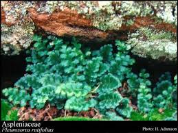 Image result for Aspleniaceae