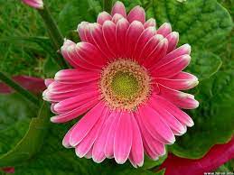 Desktop Wallpapers Flowers Backgrounds Pink Shadded Gerbera Daisy Www Desktopdress Com Pink Flowers Flowers Gerbera Daisy