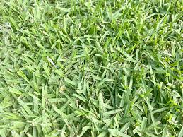 Making your own zoysia grass plugs. Six Types Of Grass For Florida Lawns With Photos
