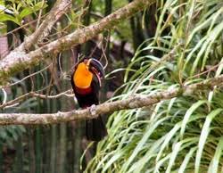 Toucan Classification Earj S Ecosystem