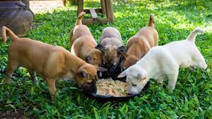If you prefer to cook meals for your puppies at home or feed your puppies a raw diet, extra effort is required. Feeding A Puppy A Complete Guide Dogtime