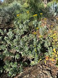 Image result for Senecio forbesii
