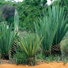 Image result for Agave sisalana