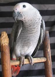 千葉屋鳥獣店ホームページ お知らせ