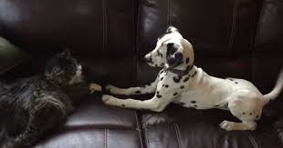Cats stealing dogs' beds (video) to paraphrase the famous poem: This Dalmatian Puppy Desperately Wants To Be Friends With Cat Cats My Life
